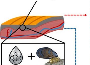 Conductive Bioglue Research Points to New Options for Implantable Devices and Tissue Repair