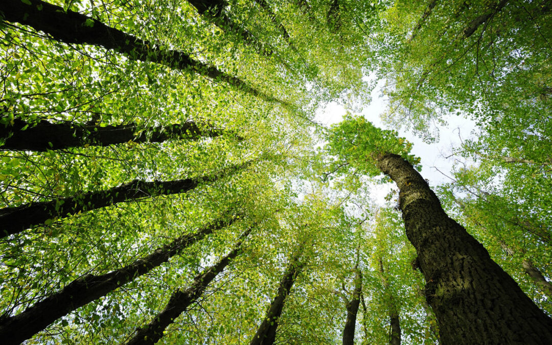 Expanded IMCD-Evonik Agreement Broadens U.S. Access to Specialty Methacrylates