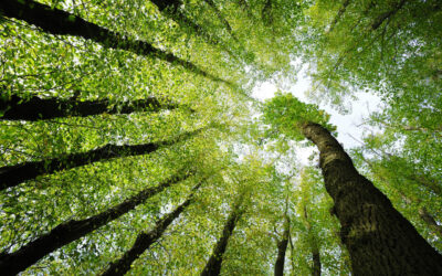 Expanded IMCD-Evonik Agreement Broadens U.S. Access to Specialty Methacrylates