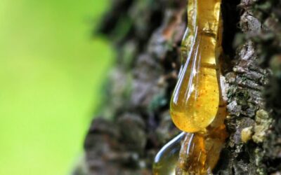 UNITED RESINS-FLORPINUS Deal Expands Access to Forest-Based Chemical Solutions