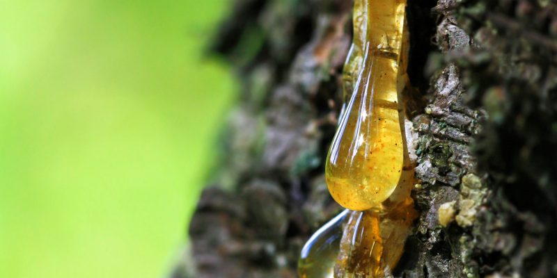 UNITED RESINS-FLORPINUS Deal Expands Access to Forest-Based Chemical Solutions